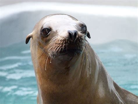 Noaa Awards The Marine Mammal Center 191k In Rescue Assistance Grants