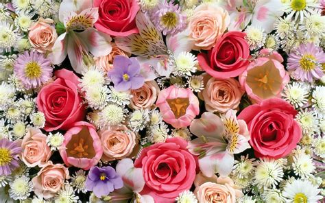 Colorful Roses Desktop Wallpapers Top Free Colorful Roses Desktop