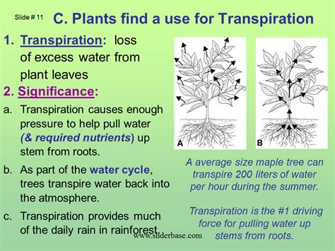 We did not find results for: Plant structure adaptations and responses - Presentation ...