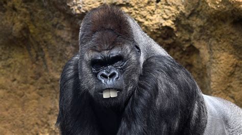 Heartbreaking This Buck Toothed Gorilla Is Too Dumb Looking To Ever