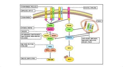 Antagonists Of Tlrs Signaling Pathways Many Antagonists Have Been