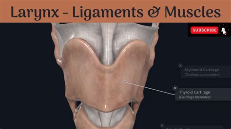 Ligaments And Muscles Of The Larynx Extrinsic And Intrinsic Attachments