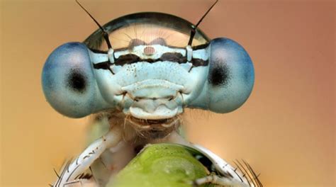 Sorprendentes Fotografías De Insectos Magnificados Artemodern