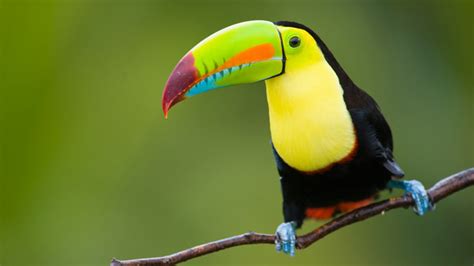 10 Amazing Tropical Rainforest Animals