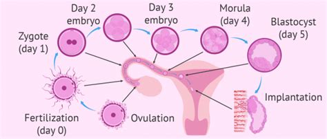 What Are The First Signs And Symptoms Of Embryo Implantation