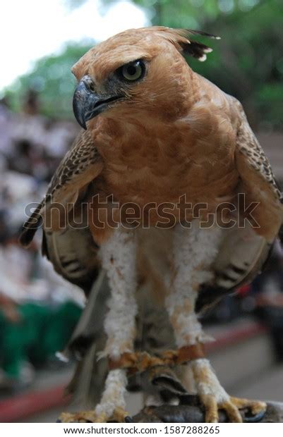 Javan Hawk Eagle Life Their Habitat Stock Photo 1587288265 Shutterstock
