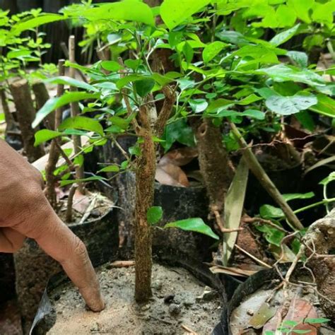 Jual Bibit Tanaman Kemuning Bahan Bonsai Kemuning Murraya Paniculata Shopee Indonesia