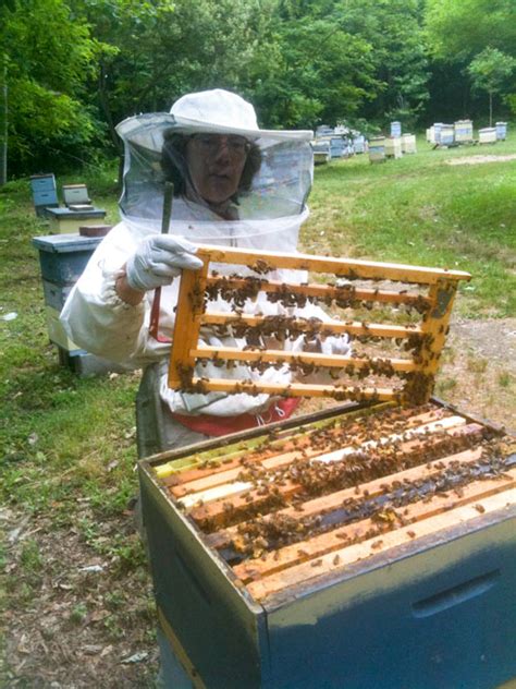 Russian And Carniolan Queens Available In July Eandm Gold Beekeepers