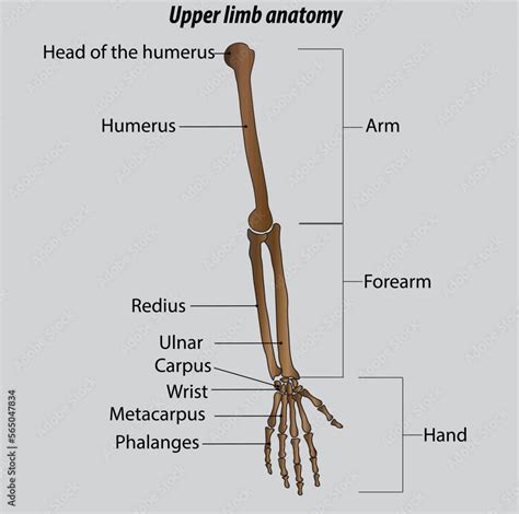 Arm Forearm And Hand Bones Drawing Humerus Radius Ulna Arm Bones Are