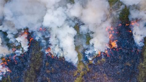 Déforestation définition causes et conséquences Conservation Nature