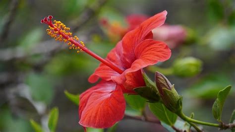 40 Free Hibiscus Stem And Hibiscus Images Pixabay