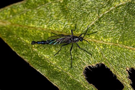 Adult Dark Winged Fungus Gnat Stock Image Image Of Macro Nematocera