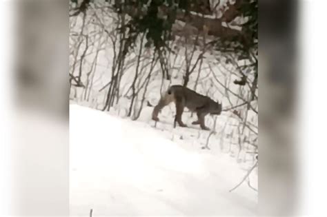 Rare Lynx Spotted In Michigan Puzzles Wildlife Experts