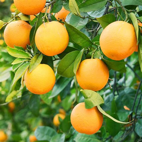 Citrus Valencia Seedless Buy Plants Online Pakistan