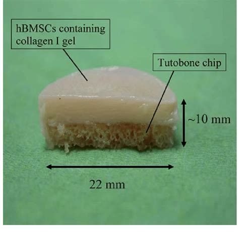 Harvested Sample Construct With A Diameter Of 22 Mm The Lower Phase Of