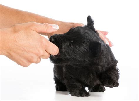 How To Stop Your Dog From Play Biting Training Your Dog Dogs