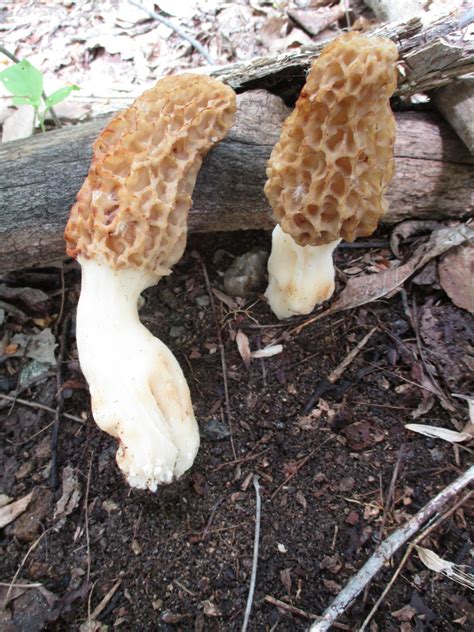 Suddenly... - General Mushroom Discussion - Wild Mushroom Hunting