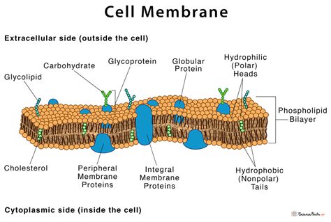 Cell Membrane Or Cytoplasmic Membrane Microscopic Structure Outline