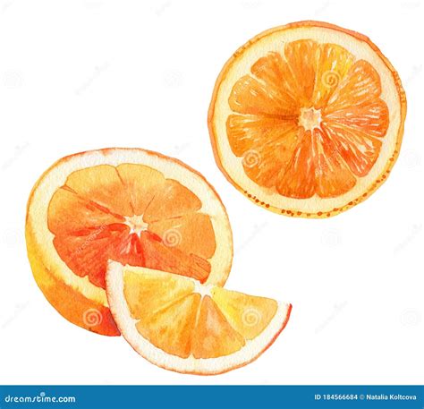 Watercolour Orange Fruit Illustration Hand Drawn Orange Fresh Orange