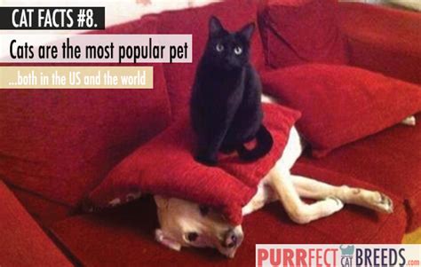 They were worshiped in ancient egypt. 21 Cat Facts You Really Need To Meow