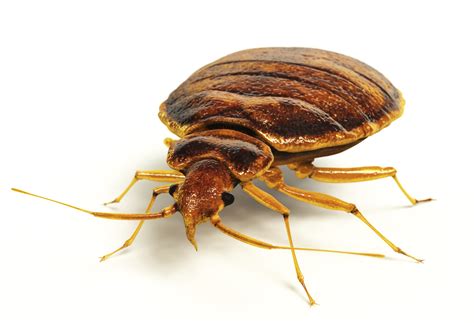 The Dreaded Hitchhikersthe Bed Bugs Atlanta Pest Control