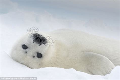 Photographer Ellen Cuylaerts Captures Baby Seals Days Old Rolling In