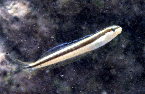 菲律宾矮虾虎pandaka Pygmaea 鱼类资料库