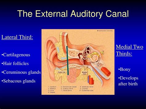 Ppt Anatomy Of Ear Anddiseases Of External Ear And Acute Otitis Media
