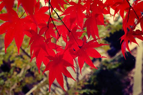 Free Photo Red Leaves Branches Leaves Plant Free Download Jooinn