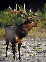 Photos of Elk Racks