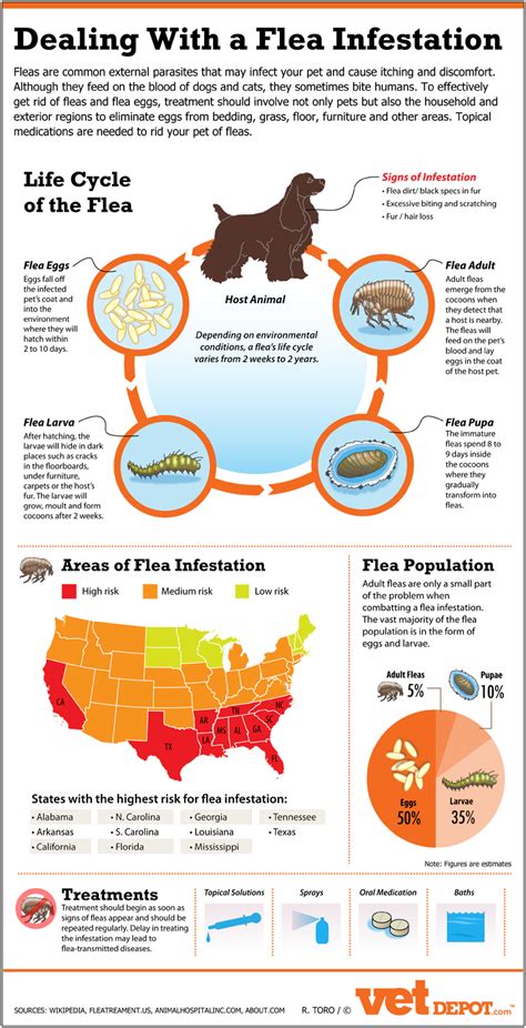 How To Deal With A Flea Infestation Infographic