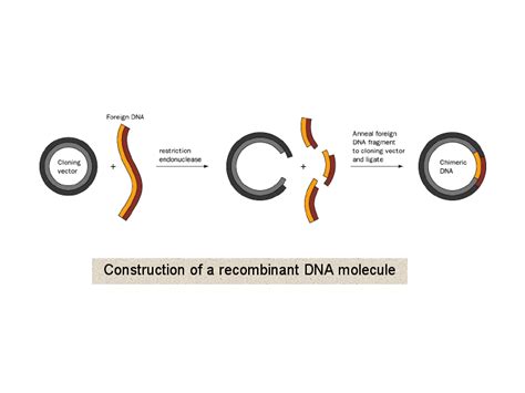 Construction Of A Recombinant Dna Molecule