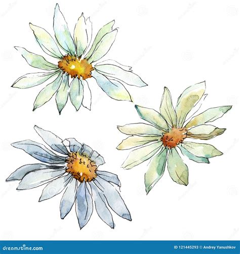 White Daisy Flower Floral Botanical Flower Isolated Illustration