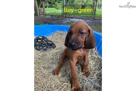 Boy Green Redbone Coonhound Puppy For Sale Near Ocala Florida