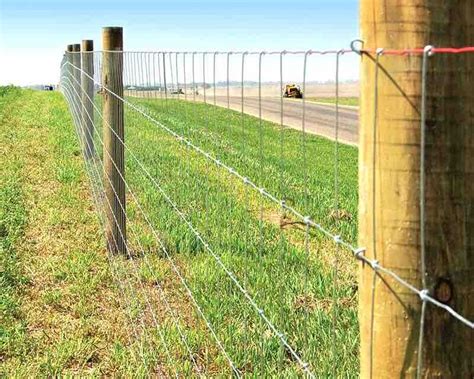 Barbed Wire Fence Cattle