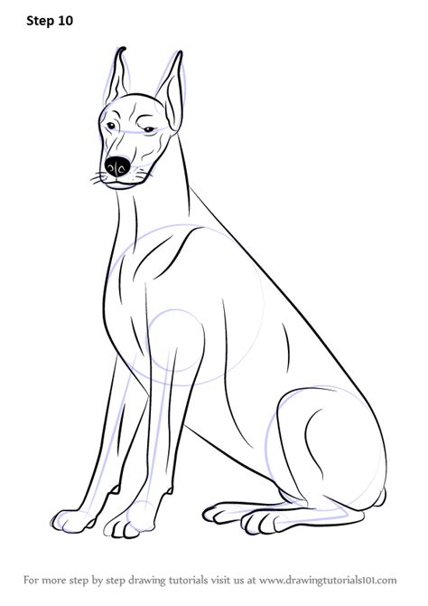 Learn How To Draw A Doberman Dogs Step By Step Drawing Tutorials