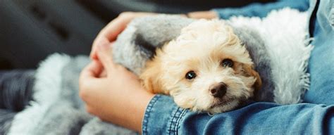 People Really Do Love Dogs More Than Humans Says New Study