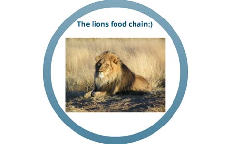 Although lions are apex predators, at the top of the food chain, they aren't great hunters. lion food chain by brayan delgado