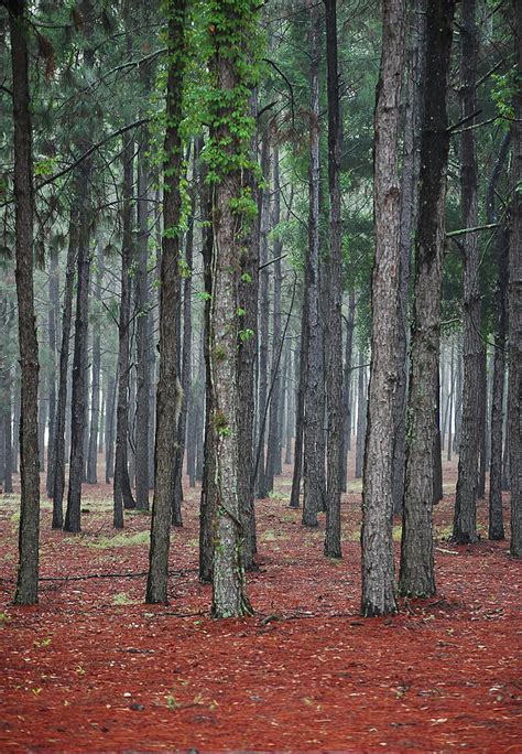 Pine Trees Photograph By Robert Meanor Fine Art America