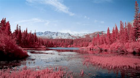 Autumn Red Pink Trees Lake 5k