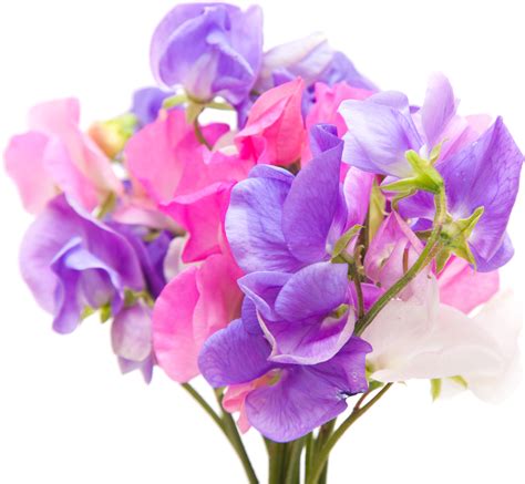 April Birth Flowers Presenting The Daisy And Sweet Pea Floraqueen En