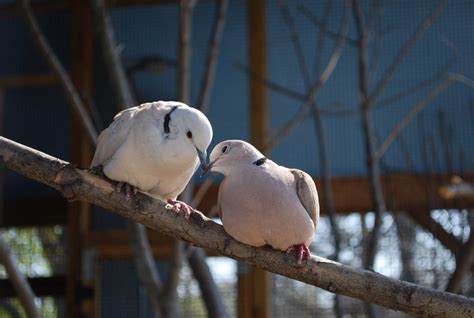Ring-Necked Dove - Saginaw Children's Zoo
