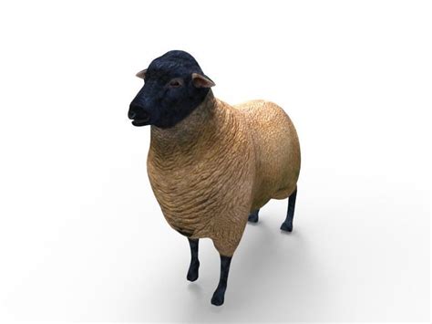 3d Model 3d Sheep Rigged Low Poly Vr Ar Low Poly Rigged Cgtrader