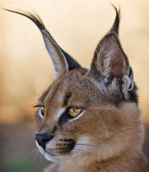 10 Cute Animals With Big Ears Caracal