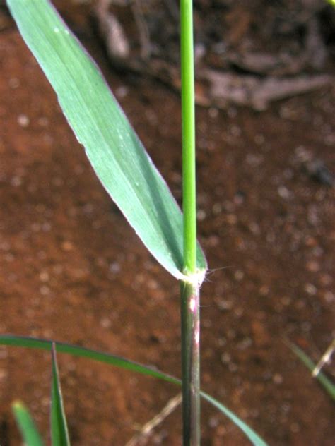 West African Plants A Photo Guide Brachiaria Leersioides Hochst