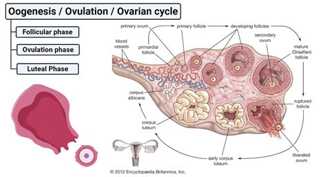 Oogenesis Ovulation Ovarian Cycle Definition Phages Process