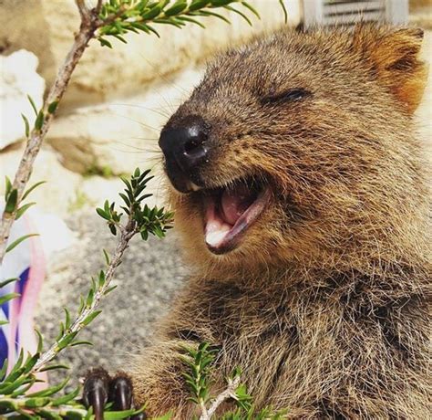 See more ideas about quokka, happy animals, cute animals. Laughing Quokka | Quokka, Cute animals, Happy animals