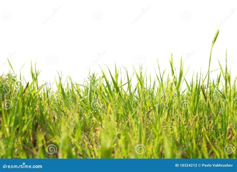Green Grass Isolated Stock Photo Image Of Grass Happy 10324212