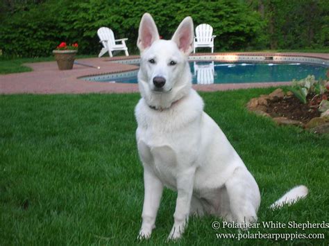 Advice from breed experts to make a safe choice. White German Shepherd Dogs & Puppies | Polarbear