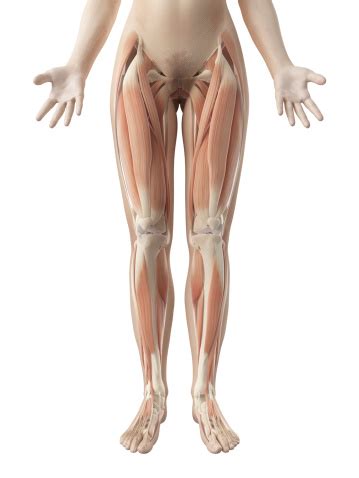 There are around 640 skeletal muscles within the typical human body. Female Muscles Legs Stock Photo & More Pictures of Anatomy ...